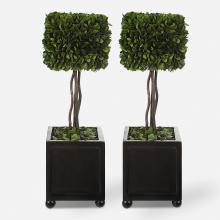 Uttermost 60187 - Preserved Boxwood Square Topiaries, S/2