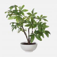 Uttermost 60225 - Uttermost Pachira Money Tree